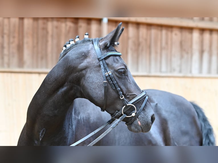 Duitse rijpony Merrie 7 Jaar 150 cm Zwart in Reichenwalde