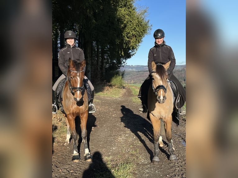 Duitse rijpony Merrie 7 Jaar 151 cm Bruin in Eslohe