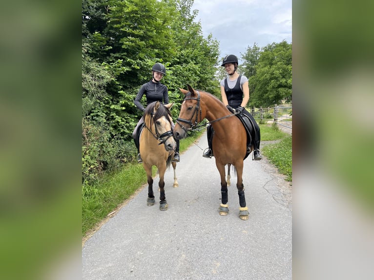Duitse rijpony Merrie 7 Jaar 151 cm Bruin in Eslohe