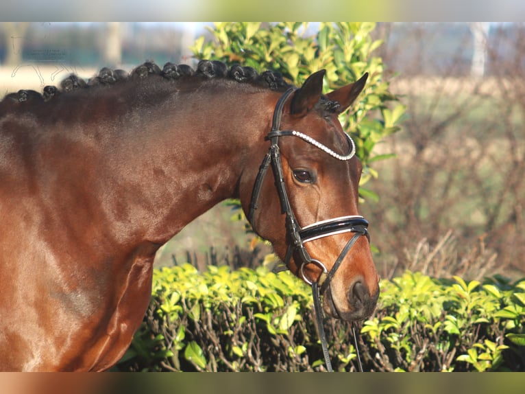 Duitse rijpony Merrie 7 Jaar 151 cm Bruin in Reeßum