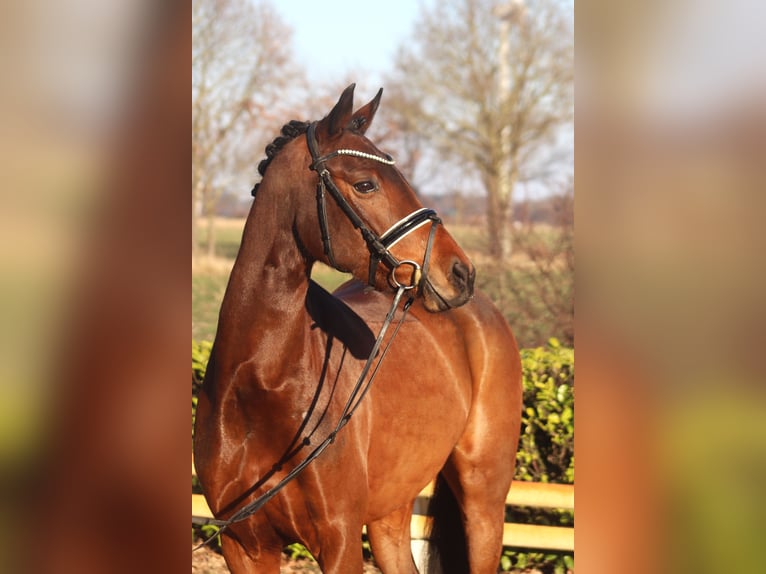 Duitse rijpony Merrie 7 Jaar 151 cm Bruin in Reeßum