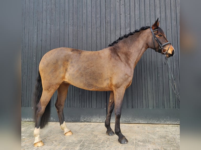 Duitse rijpony Merrie 7 Jaar 152 cm Bruin in Rastede