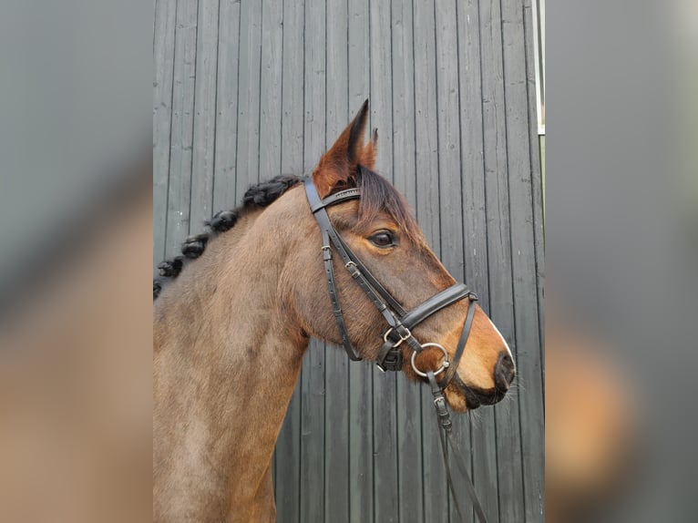 Duitse rijpony Merrie 7 Jaar 152 cm Bruin in Rastede