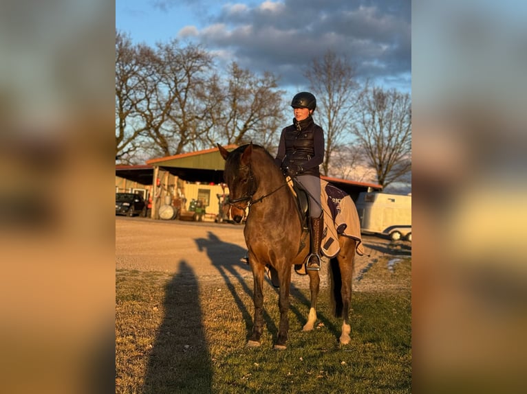 Duitse rijpony Merrie 7 Jaar 152 cm Bruin in Rastede