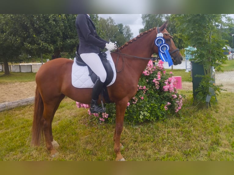 Duitse rijpony Merrie 7 Jaar 152 cm Vos in Springe