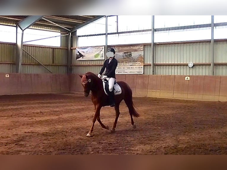 Duitse rijpony Merrie 7 Jaar 152 cm Vos in Springe