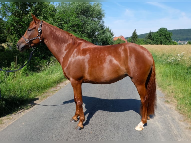 Duitse rijpony Merrie 7 Jaar 152 cm Vos in Springe