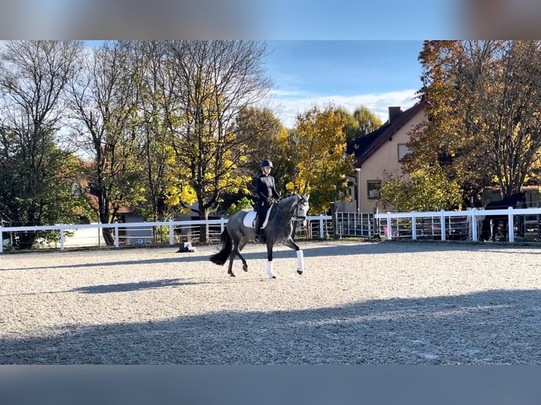 Duitse rijpony Merrie 7 Jaar 152 cm Zwartschimmel in Hohenstein