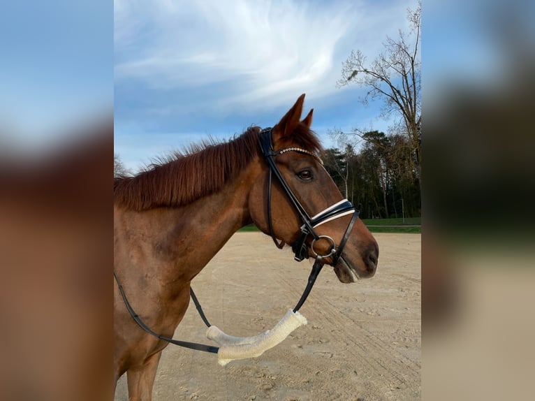 Duitse rijpony Merrie 7 Jaar 153 cm Donkere-vos in Bad Oeynhausen