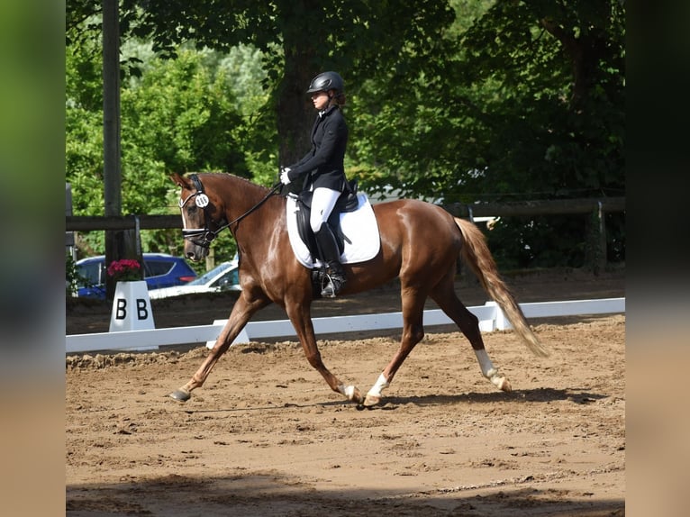 Duitse rijpony Merrie 7 Jaar 153 cm Donkere-vos in Bad Oeynhausen