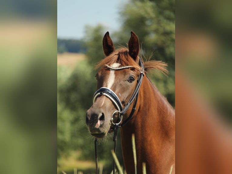 Duitse rijpony Merrie 7 Jaar 153 cm Donkere-vos in Bad Oeynhausen