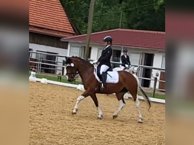 Duitse rijpony Mix Merrie 7 Jaar 153 cm Gevlekt-paard in Hofstetten