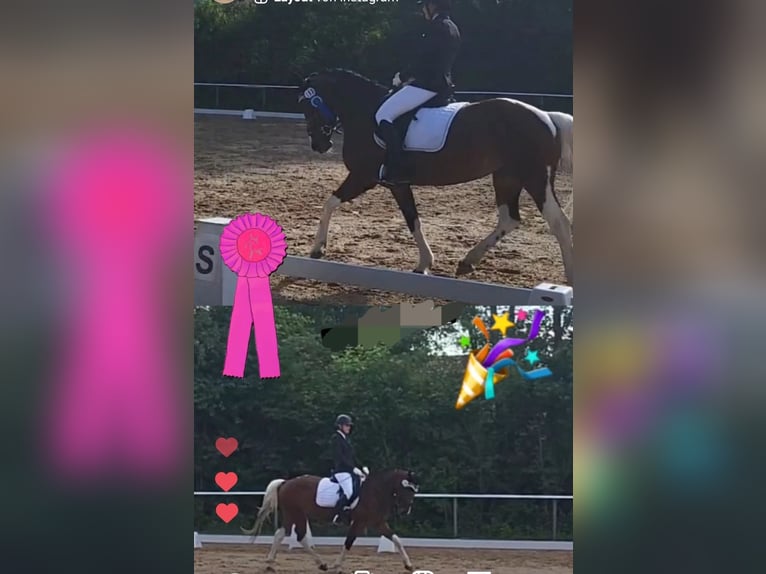 Duitse rijpony Mix Merrie 7 Jaar 153 cm Gevlekt-paard in Hofstetten