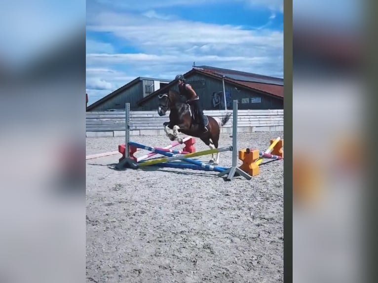 Duitse rijpony Mix Merrie 7 Jaar 153 cm Gevlekt-paard in Hofstetten