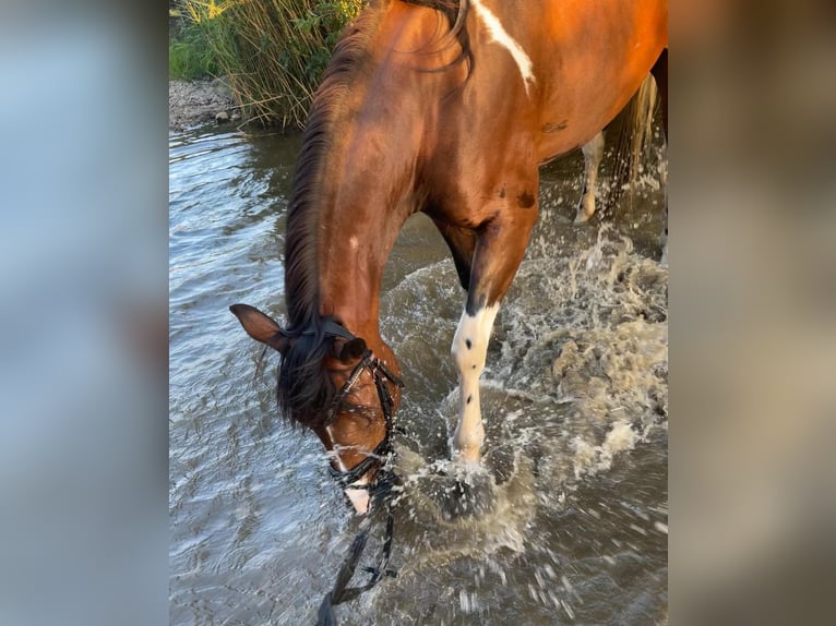 Duitse rijpony Mix Merrie 7 Jaar 153 cm Gevlekt-paard in Hofstetten