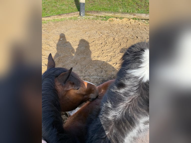 Duitse rijpony Mix Merrie 7 Jaar 153 cm Gevlekt-paard in Hofstetten