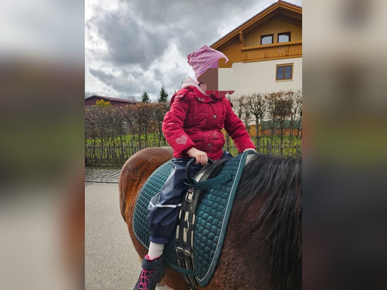 Duitse rijpony Mix Merrie 7 Jaar 153 cm Gevlekt-paard in Hofstetten