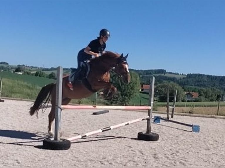 Duitse rijpony Merrie 7 Jaar 153 cm Vos in Grieskirchen