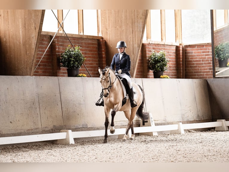 Duitse rijpony Merrie 7 Jaar 154 cm Falbe in Düsseldorf