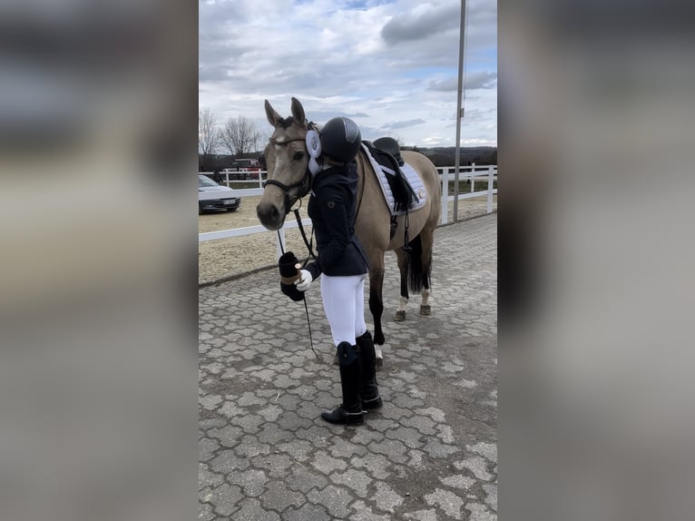 Duitse rijpony Merrie 7 Jaar 154 cm Falbe in Ennepetal