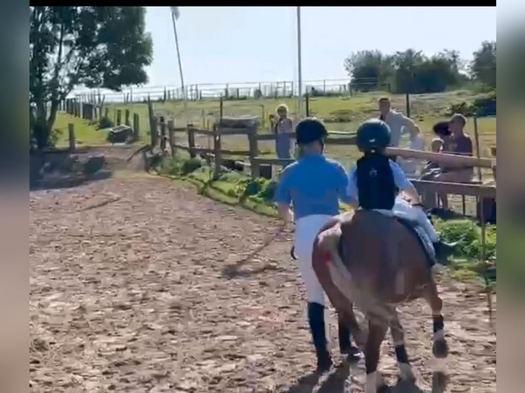 Duitse rijpony Merrie 8 Jaar 122 cm Vos in TelgteTelgte