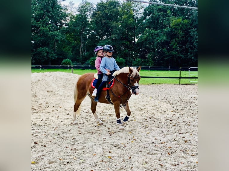 Duitse rijpony Merrie 8 Jaar 122 cm Vos in TelgteTelgte