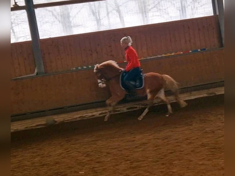 Duitse rijpony Merrie 8 Jaar 122 cm Vos in TelgteTelgte