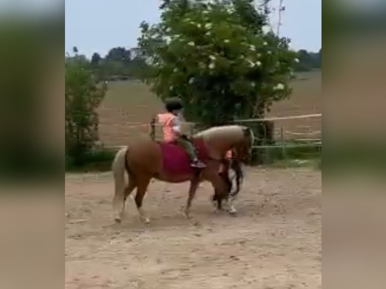 Duitse rijpony Merrie 8 Jaar 122 cm Vos in TelgteTelgte