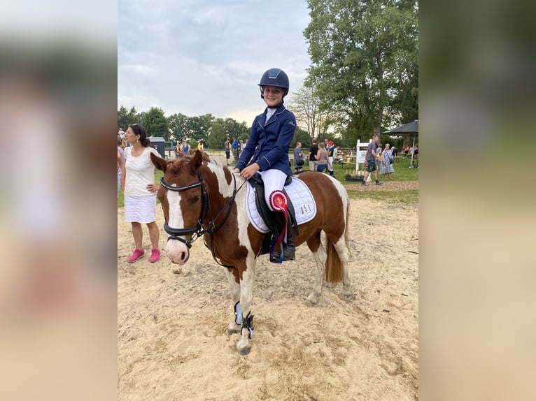 Duitse rijpony Merrie 8 Jaar 125 cm Gevlekt-paard in Adelheidsdorf