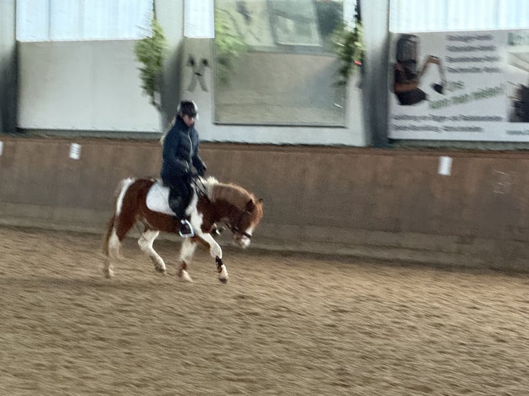Duitse rijpony Merrie 8 Jaar 125 cm Gevlekt-paard in Adelheidsdorf