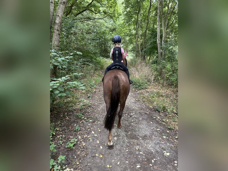 Duitse rijpony Mix Merrie 8 Jaar 132 cm Vos in Gütersloh