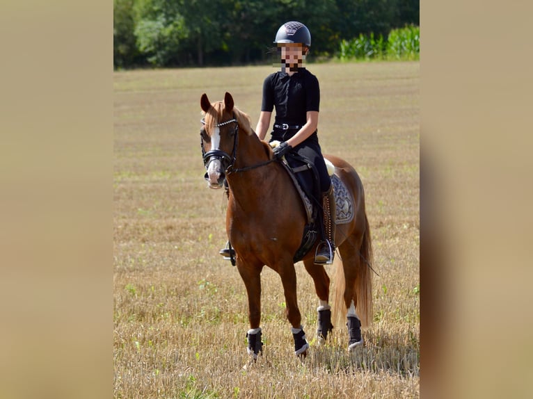 Duitse rijpony Merrie 8 Jaar 134 cm Donkere-vos in Osterholz-Scharmbeck