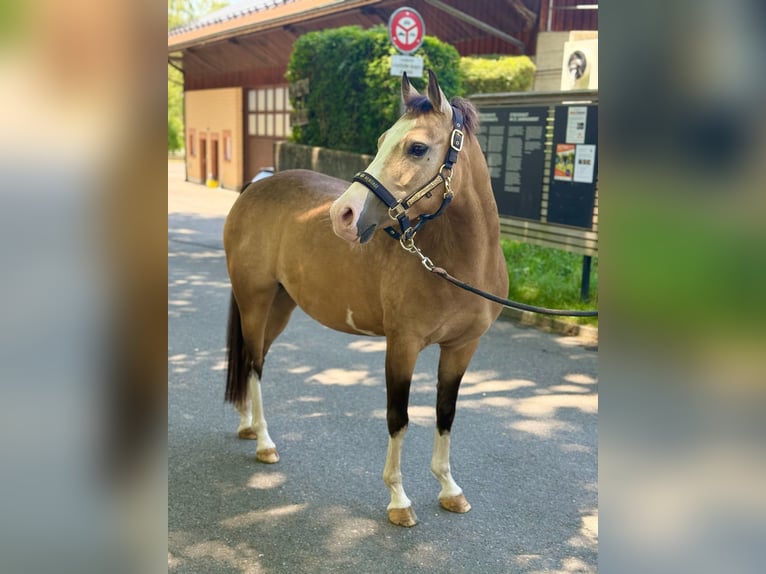 Duitse rijpony Merrie 8 Jaar 137 cm Buckskin in Kilchberg ZH