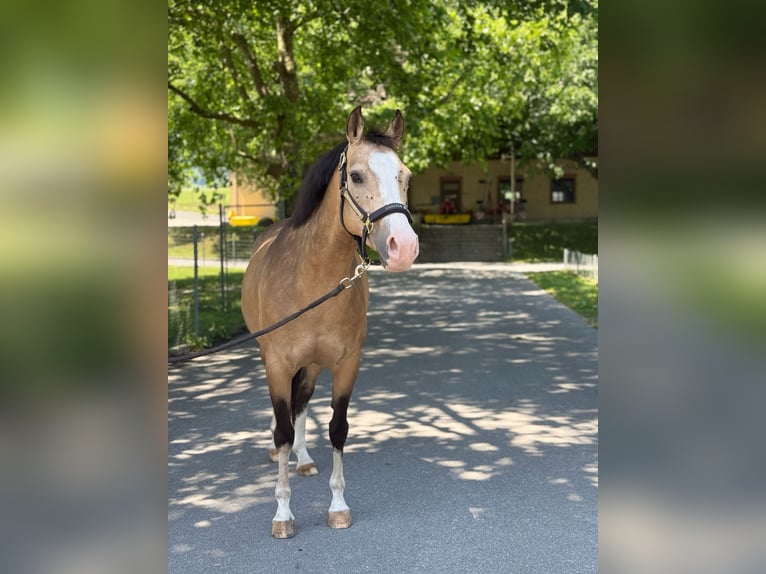Duitse rijpony Merrie 8 Jaar 137 cm Buckskin in Kilchberg ZH