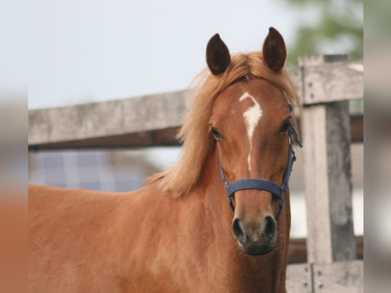 Duitse rijpony Merrie 8 Jaar 140 cm Vos in Herzebrock-Clarholz