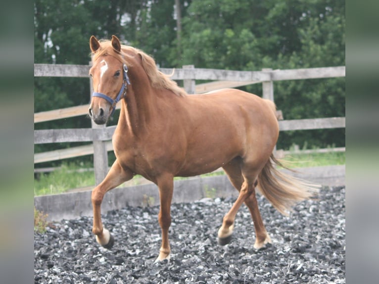 Duitse rijpony Merrie 8 Jaar 140 cm Vos in Herzebrock-Clarholz