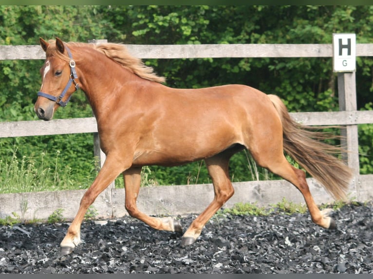 Duitse rijpony Merrie 8 Jaar 140 cm Vos in Herzebrock-Clarholz