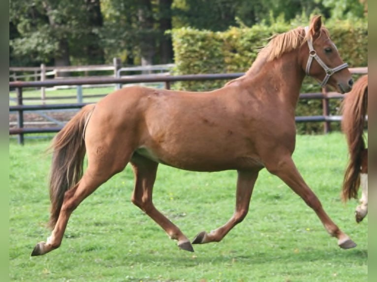 Duitse rijpony Merrie 8 Jaar 140 cm Vos in Herzebrock-Clarholz