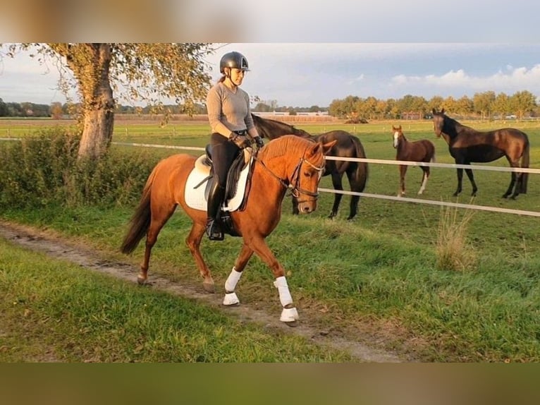 Duitse rijpony Merrie 8 Jaar 140 cm Vos in Herzebrock-Clarholz