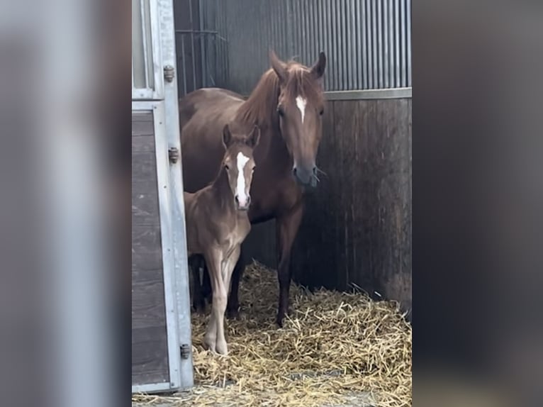 Duitse rijpony Merrie 8 Jaar 141 cm Donkere-vos in Neckargemünd