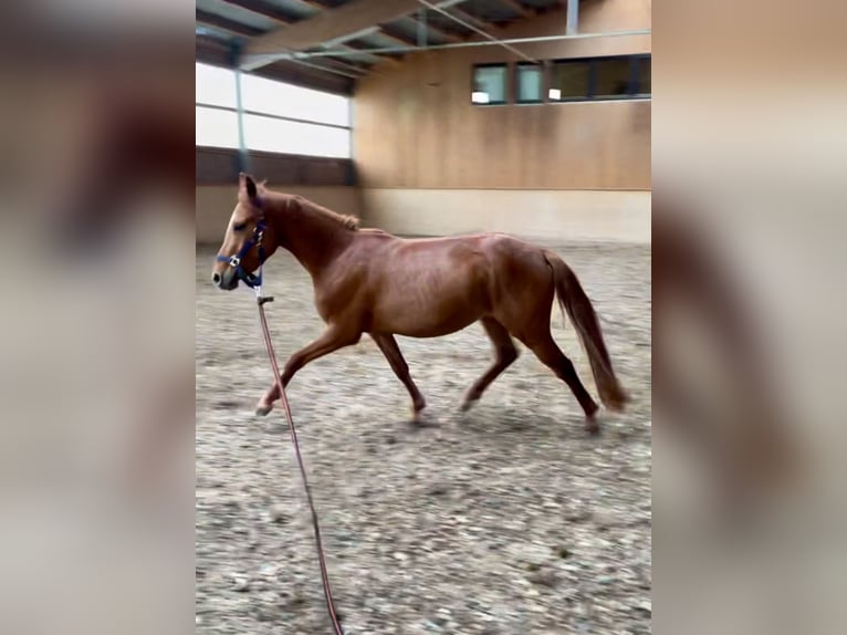 Duitse rijpony Merrie 8 Jaar 141 cm Donkere-vos in Neckargemünd