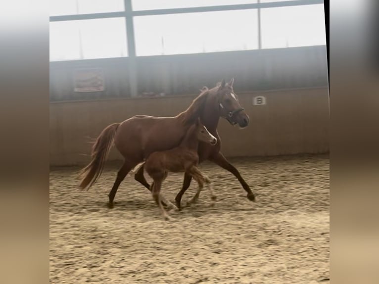 Duitse rijpony Merrie 8 Jaar 141 cm Donkere-vos in Neckargemünd