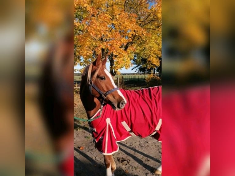 Duitse rijpony Merrie 8 Jaar 141 cm Vos in Möllenhagen