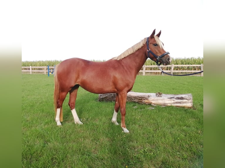 Duitse rijpony Merrie 8 Jaar 141 cm Vos in Möllenhagen