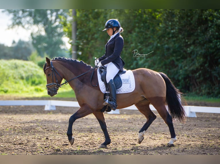 Duitse rijpony Merrie 8 Jaar 142 cm Bruin in Wismar