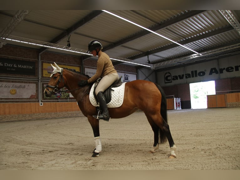 Duitse rijpony Merrie 8 Jaar 142 cm Bruin in Wismar