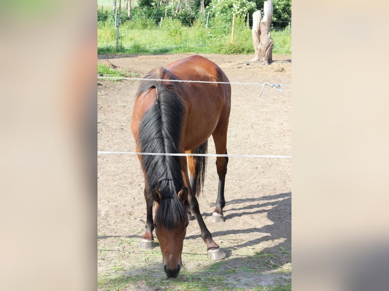 Duitse rijpony Merrie 8 Jaar 142 cm Bruin in Löwenberger Land