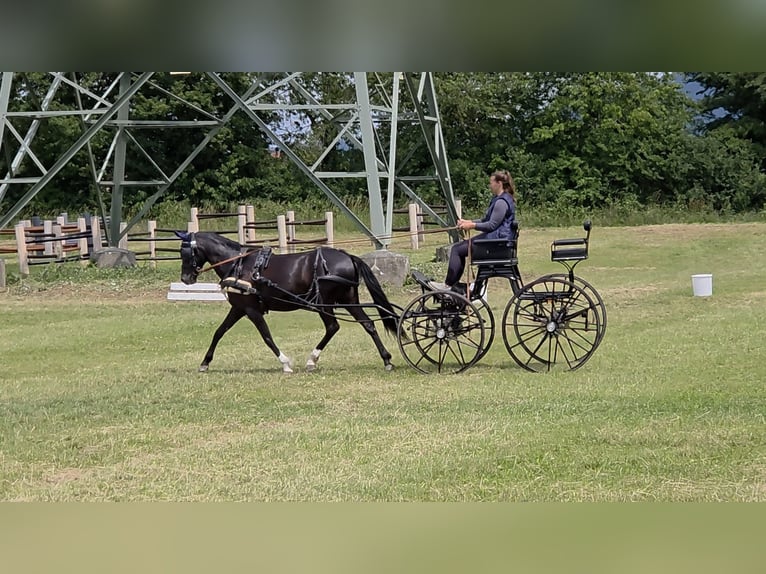 Duitse rijpony Merrie 8 Jaar 142 cm Zwart in Einhausen
