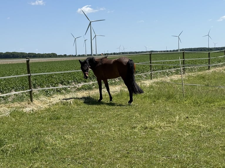 Duitse rijpony Merrie 8 Jaar 143 cm Bruin in Schwalmtal