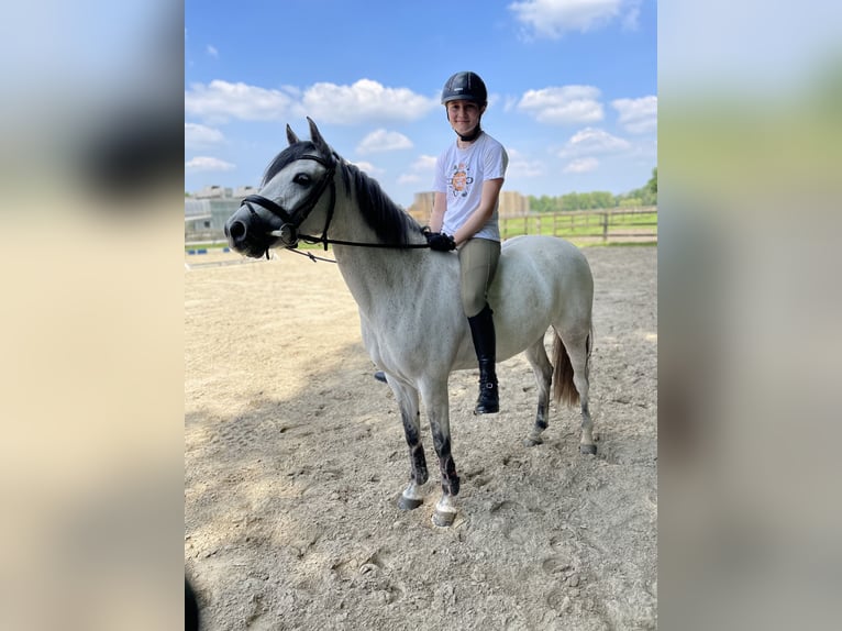 Duitse rijpony Merrie 8 Jaar 143 cm Schimmel in Harsewinkel